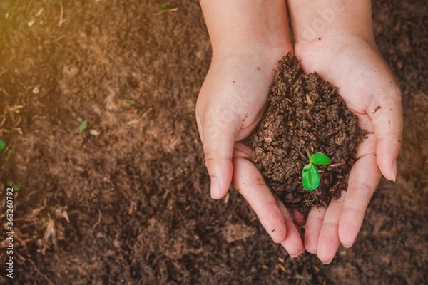 Obraz The sapling of the tree is in the hands of the young woman Seeds of living plants which, when planted Or to propagate, then the plant will grow in accordance with the genetics of that plant