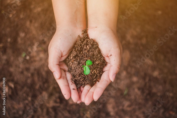 Obraz The sapling of the tree is in the hands of the young woman Seeds of living plants which, when planted Or to propagate, then the plant will grow in accordance with the genetics of that plant