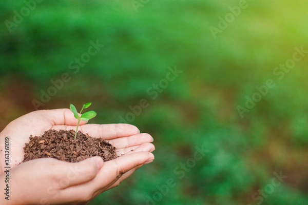 Obraz The sapling of the tree is in the hands of the young woman Seeds of living plants which, when planted Or to propagate, then the plant will grow in accordance with the genetics of that plant