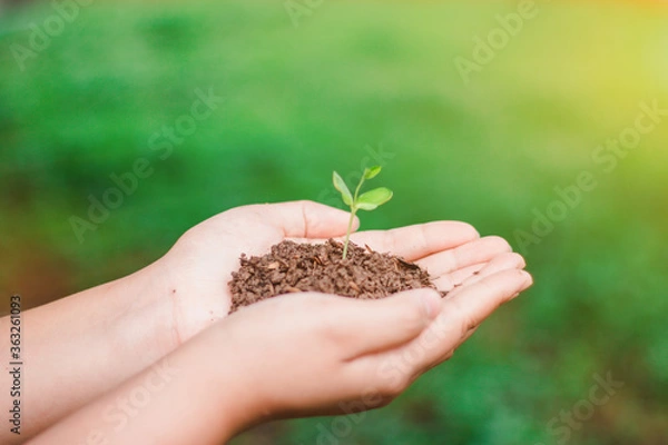 Obraz The sapling of the tree is in the hands of the young woman Seeds of living plants which, when planted Or to propagate, then the plant will grow in accordance with the genetics of that plant