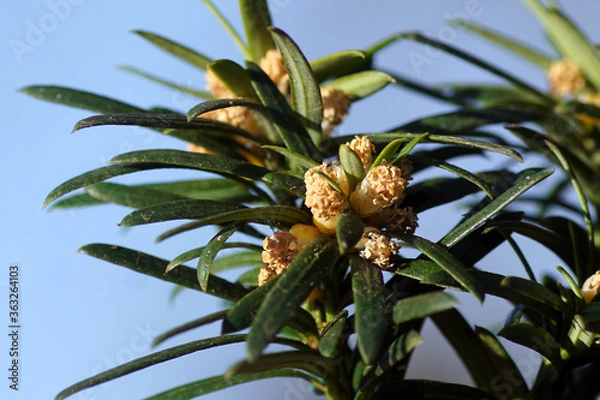 Fototapeta Close up of spring foliage and flowers of an evergreen Irish Yew Tree (Taxus baccata 'Fastigiata') in a garden in the Dutch village of Bergen. Netherlands, March 