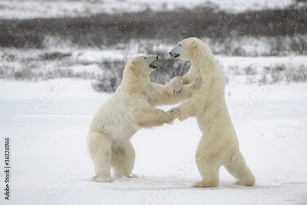 Obraz Fighting polar bears.