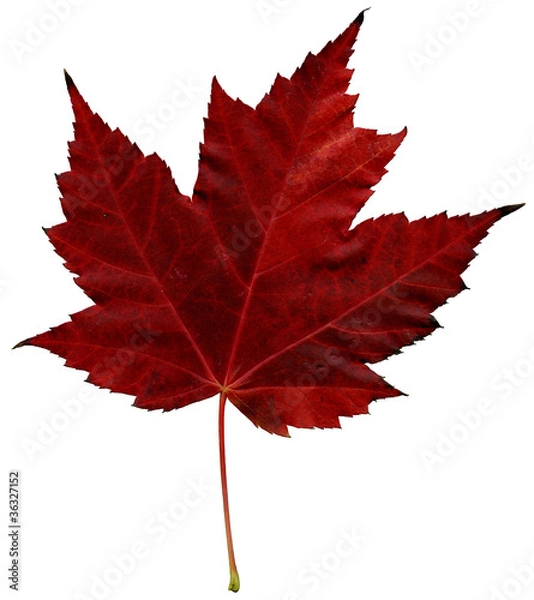 Fototapeta Maple leaf