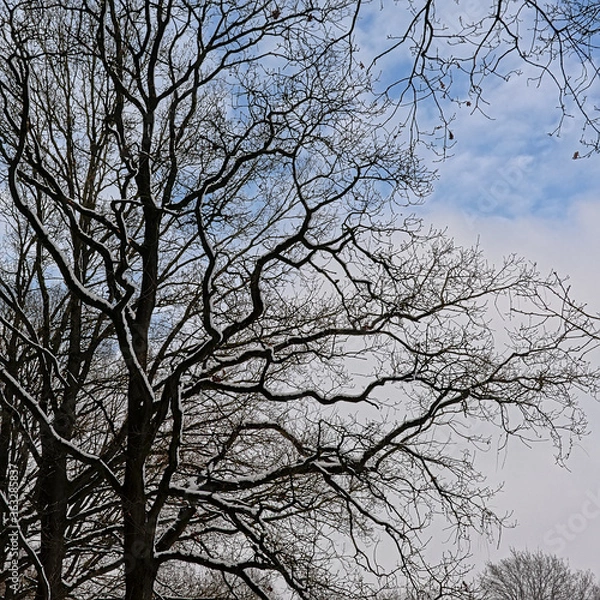 Fototapeta Detail of oak dark tree branches covered in snow against soft clouds.