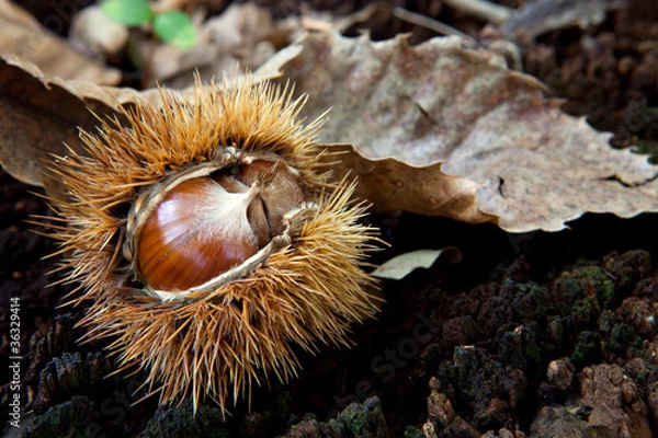 Fototapeta riccio con castagne