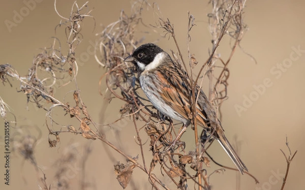 Obraz Reed Bunting