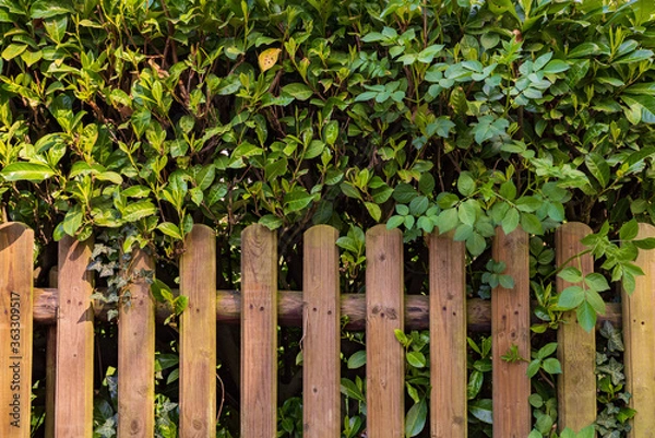 Obraz Wooden fence in front of a cherry laurel hedge