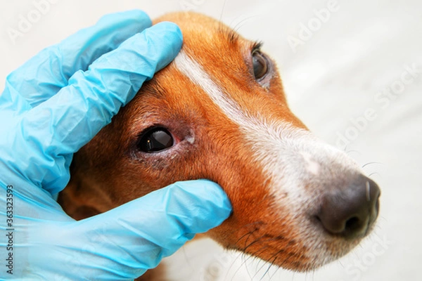 Obraz Veterinarian check on the eyes of a dog dachshund. conjunctivitis eyes of dog. Medical and Health care of pet concept.