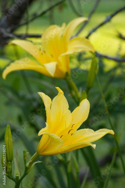 Obraz yellow lilies