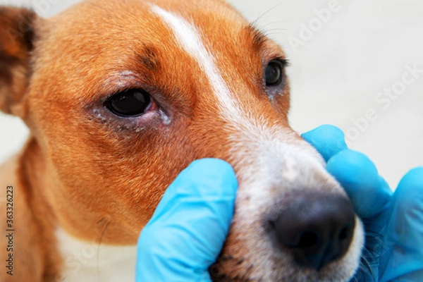 Fototapeta Sick dog with infected crusty eyes examination. Inspection, blepharitis. Close up of redness and bump in the eye of a dog. conjunctivitis eyes of dog.