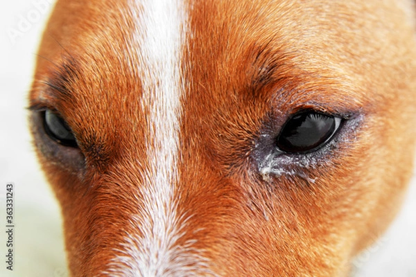 Obraz Dog eyes infection - Dog with irritated red eyes suffering from something allergy. Veterinarian check on the eyes of a dog dachshund. conjunctivitis eyes of dog. Medical care of pet concept.