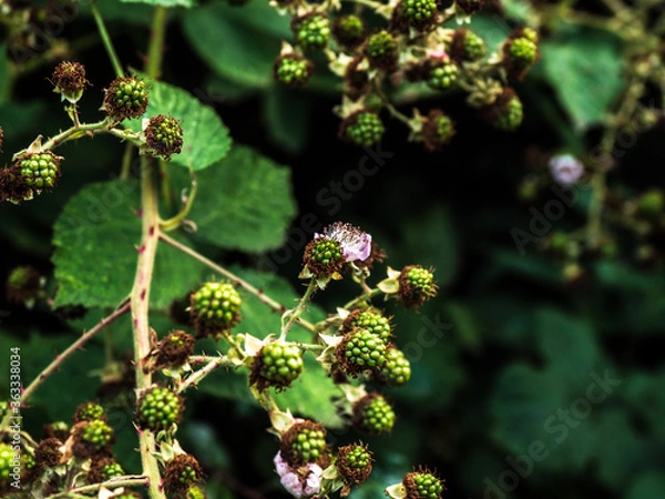Obraz BLACKBERRIES 