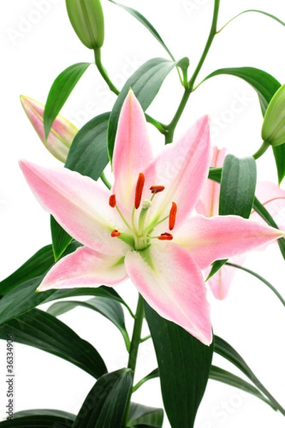 Obraz Pink white lily