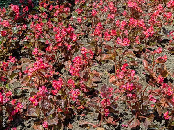 Fototapeta A Red Carpet Formed by Flowering Begonia Decorated a Lawn in One of the Residential Areas of Odessa