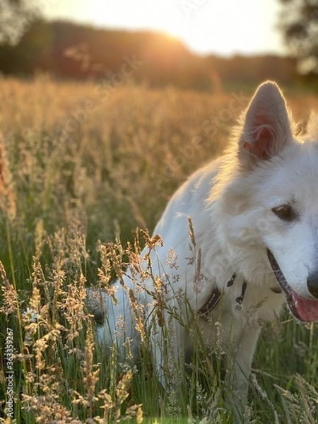 Obraz A white Shepherd