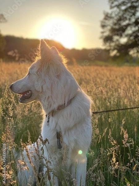 Obraz A white Shepherd