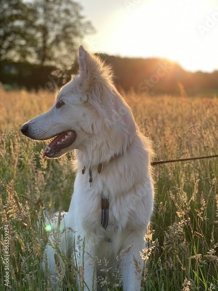Obraz A white Shepherd