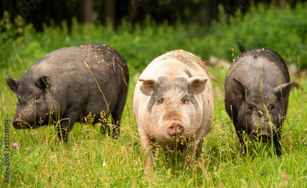 Fototapeta Three fat pigs are walking on thick green grass.