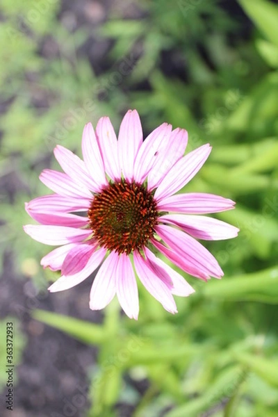 Obraz pink cosmos flower