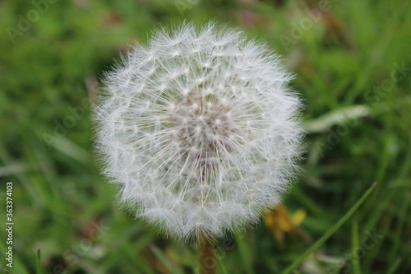 Obraz dandelion on green background