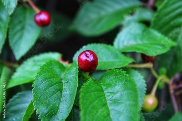 Obraz ladybird on a leaf