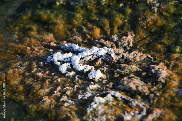 Fototapeta Close-up of the salt pan and mineral crust with red algae of Lake Natron, in the Great Rift Valley, on the border between Kenya and Tanzania. The Rift Valley contains a chain of active volcanoes.