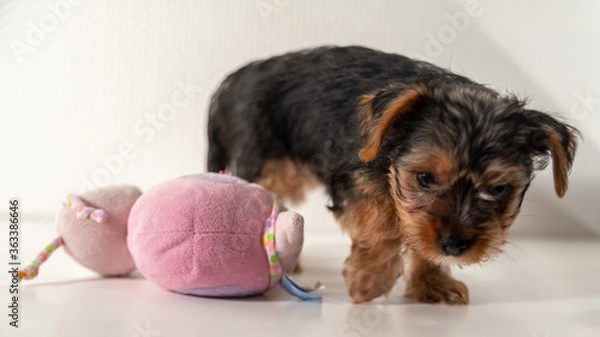 Fototapeta 
Close-up of a cute little Yorkshire terrier puppy and his cuddly toy, on white background