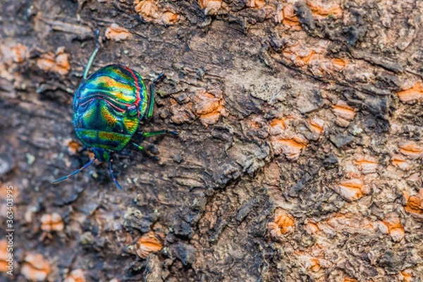 Fototapeta Colorful rainbow beetle on tree.