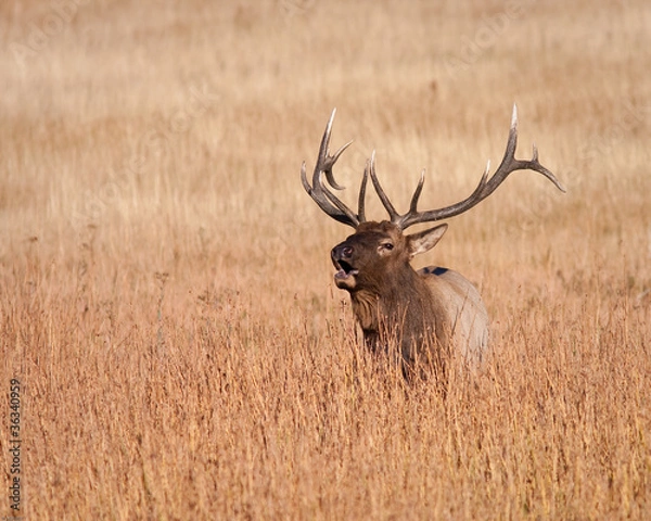 Obraz Bull Elk