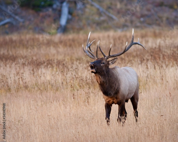 Obraz Bull Elk