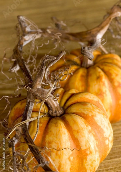 Fototapeta Pumpkins with withered vine attached