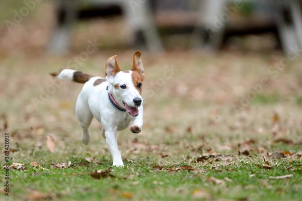 Fototapeta ドッグランで遊ぶジャックラッセルテリア