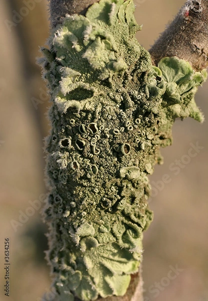 Obraz Green Lichen Growing On Tree in Winter