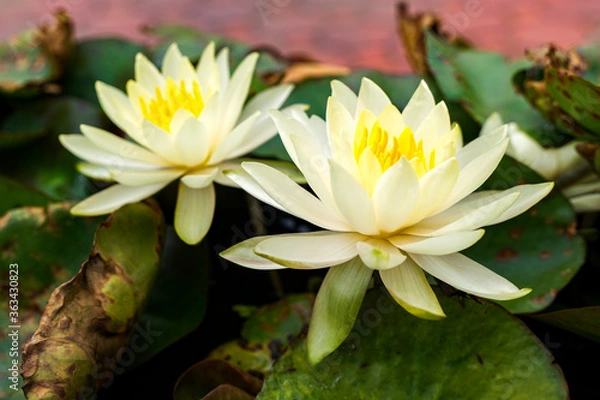 Obraz two very beautiful soft yellow water lily macro                                          