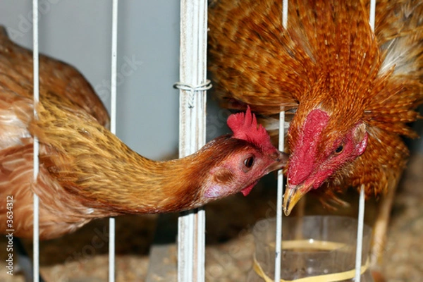 Obraz Caged Chickens