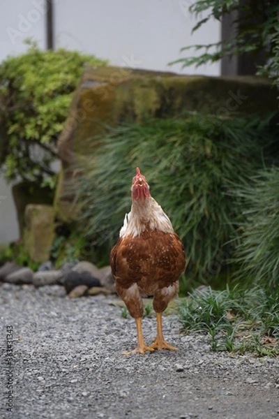 Obraz 境内で放し飼いの鶏