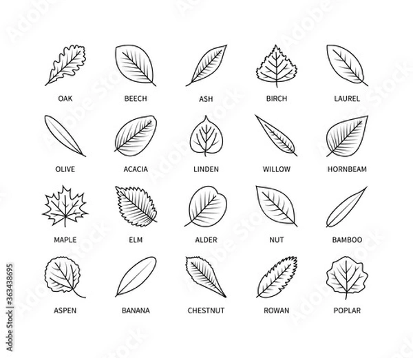 Fototapeta Useful leaves linear icons vegan analysis vector set. Design elements leaf tree bush berries oxygen world ecology biology healthy food marketing business. Vector illustration symbol set.