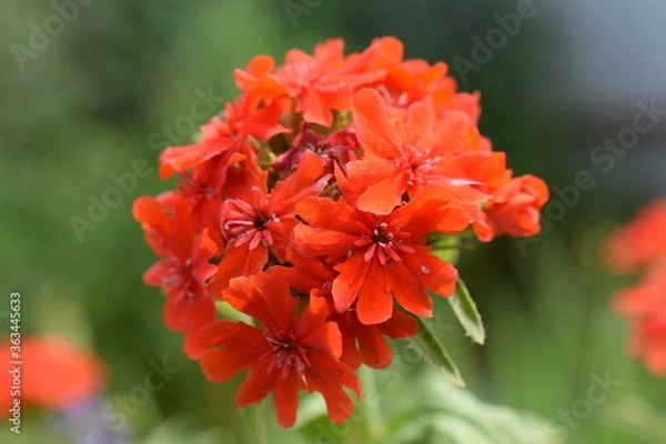 Obraz Garden carnation close up