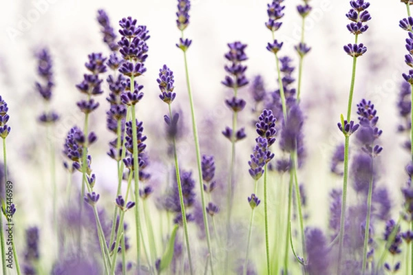 Obraz beautiful flower field background field with purple lavender flowers with soft light