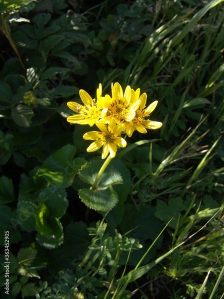 Obraz トウゲブキ