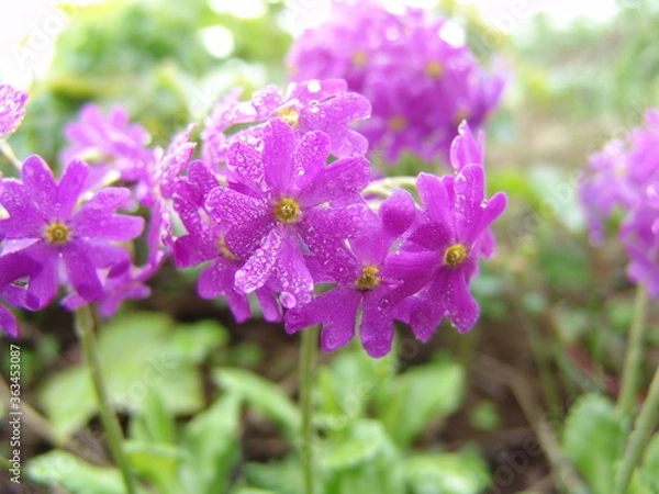 Obraz レブンコザクラ