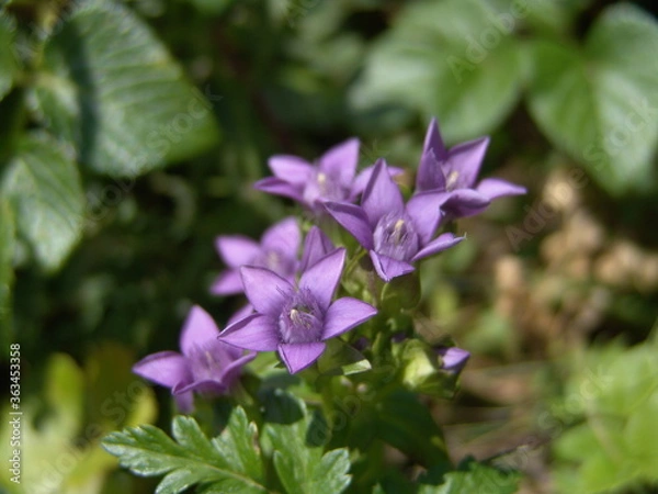 Obraz チシマリンドウ