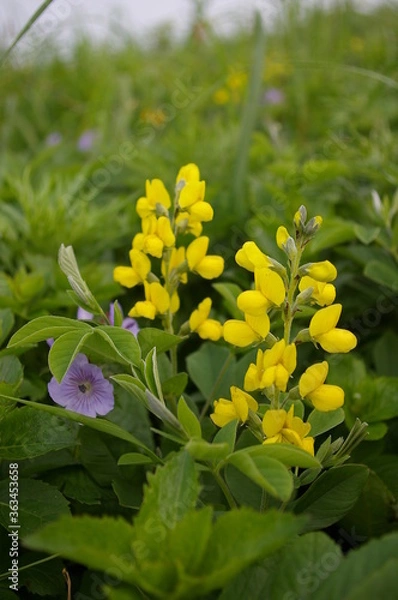 Obraz センダイハギ