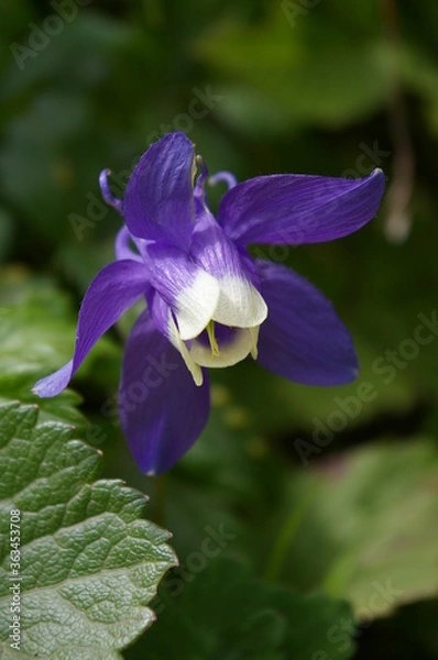 Obraz ミヤマオダマキ