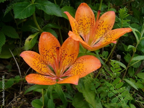 Obraz エゾスカシユリ