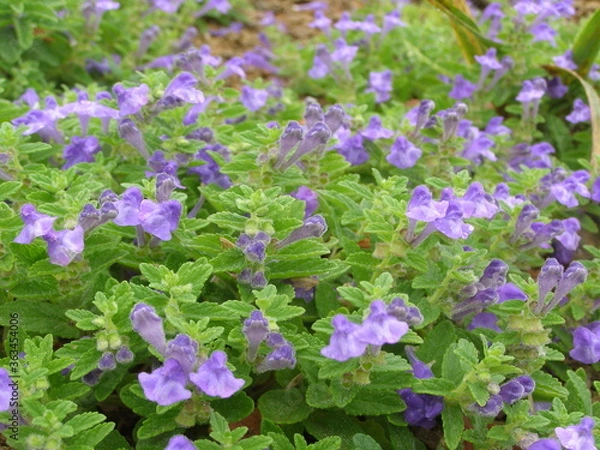 Obraz ナミキソウ