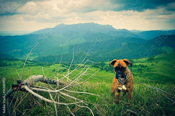 Obraz Boxer dog in the mountains