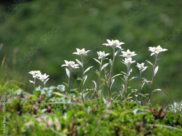 Obraz レブンウスユキソウ