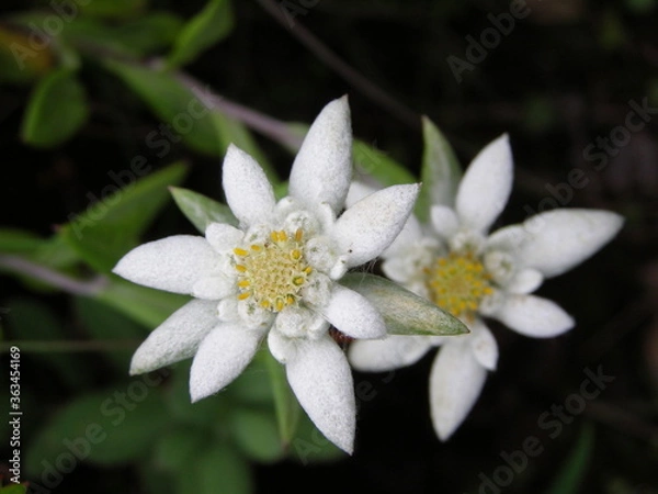 Obraz レブンウスユキソウ