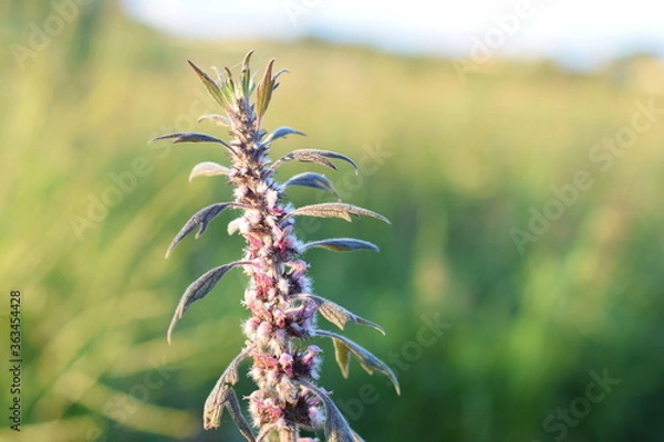Obraz Plant close up flower summer 